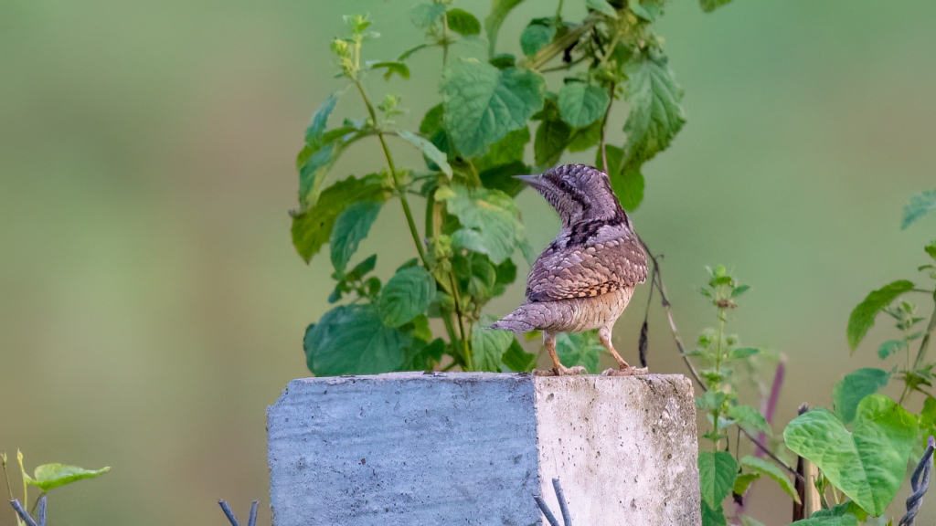 Eurasian Wryneck